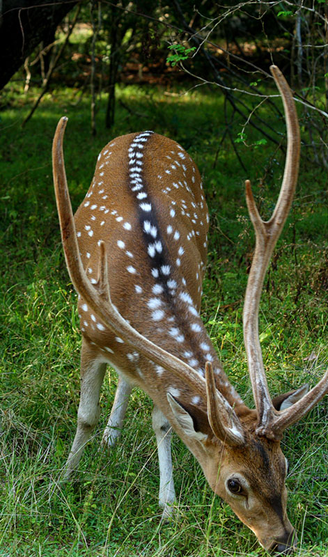 Yala Safari Tours - Wildlife Safaris in Yala - Wildlife Safari Tours in Yala National Park - Yala National park in Sri Lanka - Sri Lanka National parks - Jeep Tours in yala - Yala Safari Game Drives - Game Drives in Yala, Sri Lanka - Safari jeep Tours in Yala - Visit Yala National Park