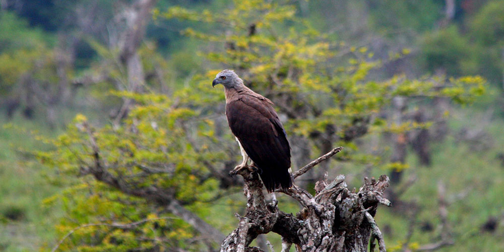 Yala Safari Tours - Wildlife Safaris in Yala - Wildlife Safari Tours in Yala National Park - Yala National park in Sri Lanka - Sri Lanka National parks - Jeep Tours in yala - Yala Safari Game Drives - Game Drives in Yala, Sri Lanka - Safari jeep Tours in Yala - Visit Yala National Park