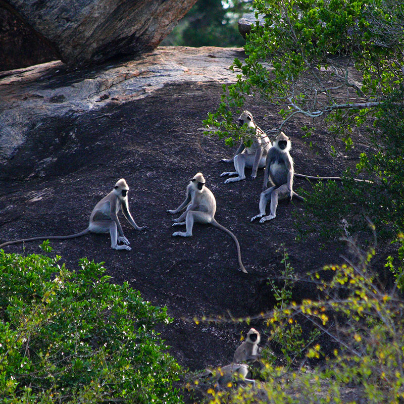 Yala Safari Tours - Wildlife Safaris in Yala - Wildlife Safari Tours in Yala National Park - Yala National park in Sri Lanka - Sri Lanka National parks - Jeep Tours in yala - Yala Safari Game Drives - Game Drives in Yala, Sri Lanka - Safari jeep Tours in Yala - Visit Yala National Park