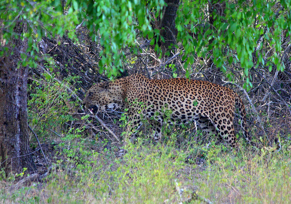 Yala Safari Tours - Wildlife Safaris in Yala - Wildlife Safari Tours in Yala National Park - Yala National park in Sri Lanka - Sri Lanka National parks - Jeep Tours in yala - Yala Safari Game Drives - Game Drives in Yala, Sri Lanka - Safari jeep Tours in Yala - Visit Yala National Park