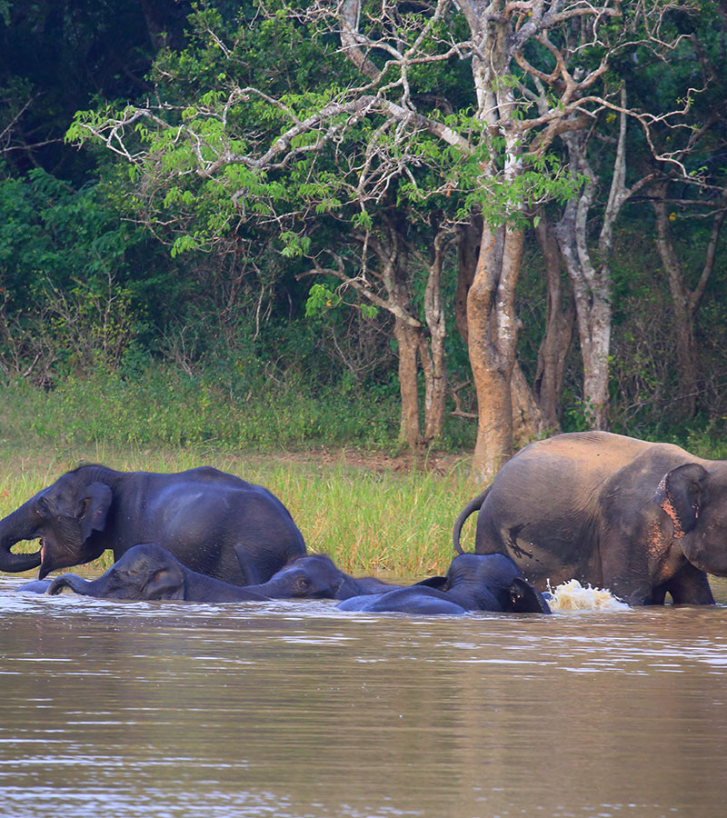 Yala Safari Tours - Wildlife Safaris in Yala - Wildlife Safari Tours in Yala National Park - Yala National park in Sri Lanka - Sri Lanka National parks - Jeep Tours in yala - Yala Safari Game Drives - Game Drives in Yala, Sri Lanka - Safari jeep Tours in Yala - Visit Yala National Park