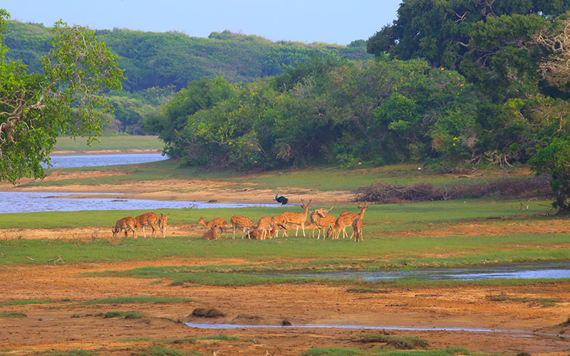 Yala Safari Tours - Wildlife Safaris in Yala - Wildlife Safari Tours in Yala National Park - Yala National park in Sri Lanka - Sri Lanka National parks - Jeep Tours in yala - Yala Safari Game Drives - Game Drives in Yala, Sri Lanka - Safari jeep Tours in Yala - Visit Yala National Park