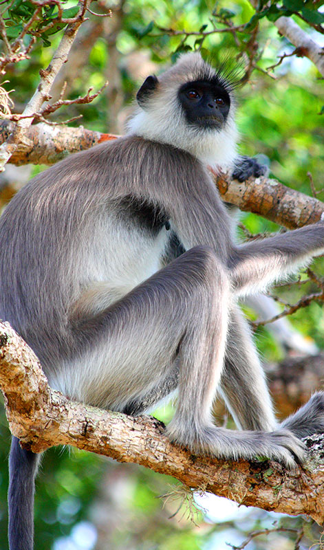 Yala Safari Tours - Wildlife Safaris in Yala - Wildlife Safari Tours in Yala National Park - Yala National park in Sri Lanka - Sri Lanka National parks - Jeep Tours in yala - Yala Safari Game Drives - Game Drives in Yala, Sri Lanka - Safari jeep Tours in Yala - Visit Yala National Park