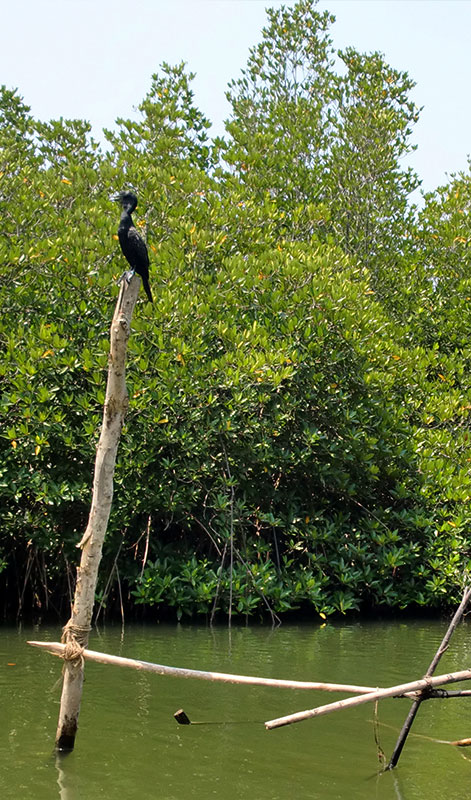 Boart Trips in Sri Lanka - Boart Trips in Madu River - Madu River Boat Trips in Sri Lanka - Boat trips in sri Lanka - Galle Madu boat Trip