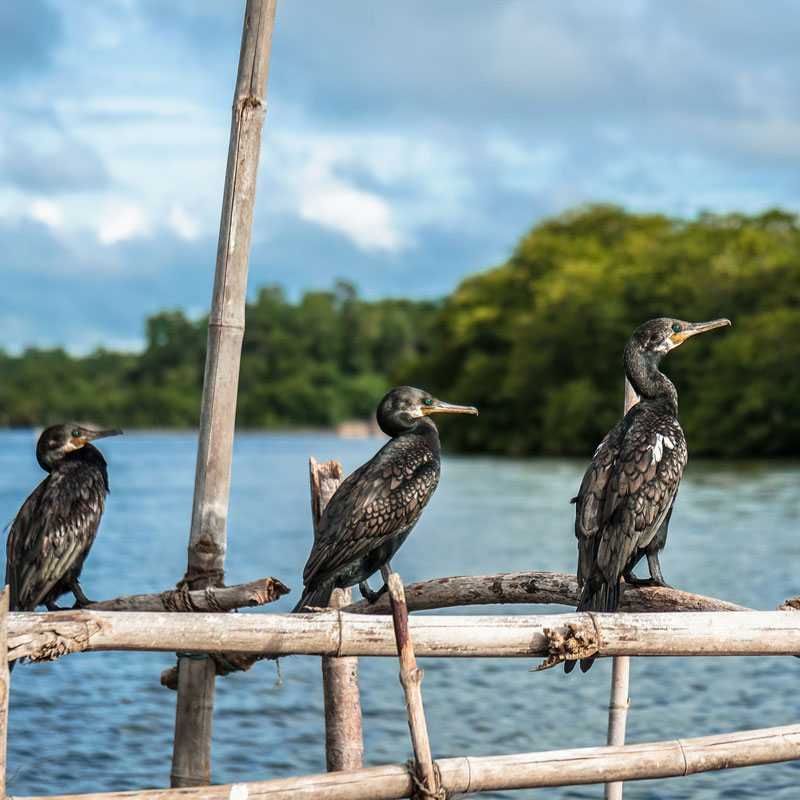 Boart Trips in Sri Lanka - Boart Trips in Madu River - Madu River Boat Trips in Sri Lanka - Boat trips in sri Lanka - Galle Madu boat Trip