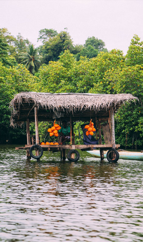 Boart Trips in Sri Lanka - Boart Trips in Madu River - Madu River Boat Trips in Sri Lanka - Boat trips in sri Lanka - Galle Madu boat Trip