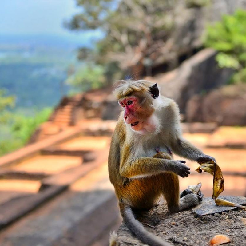 Sigiriya Tours - Tours in Sigiriya Rock Fortress - Tours in Sigiriya  Sri Lanka - Climb sigiriya Rock - Sigiriya Rock Fortress - Sigiriya Lion rock - Sigiriya paintings - Tours for Climbing Sigiriya Rock