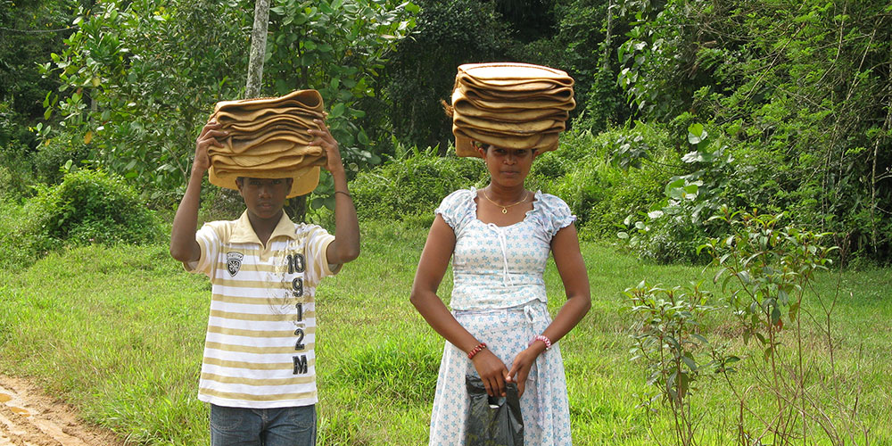 Trek through the country side and Trekking Trips in Sri Lanka - Trek through the Country Side  and scenic trekking tours in Sri Lanka - Trek through the Country Side  and trekking tours - Trekking Trips in bentota - Country Walk in Sri Lanka - Village Walk in Sri Lanka