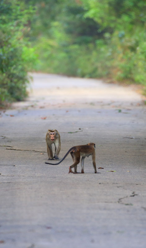 Jungle trekking Tours in Sigiriya, Sigiriya Jungle Tours, Trekking tours in Habarana, Sigiriya jungle trekking tours, Jungle trekking tours in Sri Lanka, Nature walks and nature trails in Sigiriya, Nature trails in Habarana