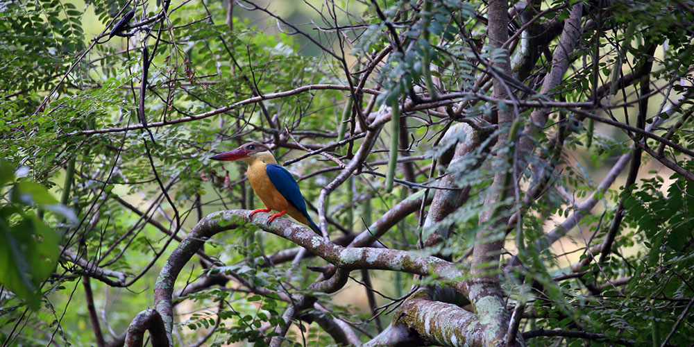 Jungle trekking Tours in Sigiriya, Sigiriya Jungle Tours, Trekking tours in Habarana, Sigiriya jungle trekking tours, Jungle trekking tours in Sri Lanka, Nature walks and nature trails in Sigiriya, Nature trails in Habarana
