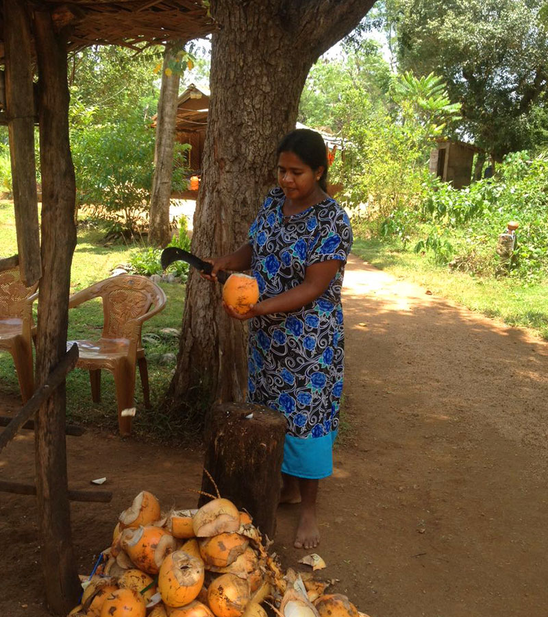Village Tours in Sigiriya, Sigiriya and Habarana rural village walks, Village walks in Rural Villages, Village Tours in Sri Lanka, Walking tours in Sigiriya, Sigiriya Village Tours, Rural Village walking tours in Sigiriya and Habarana