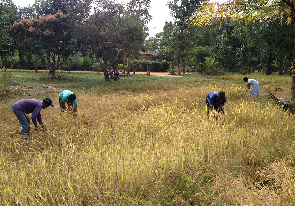 Village Tours in Sigiriya, Sigiriya and Habarana rural village walks, Village walks in Rural Villages, Village Tours in Sri Lanka, Walking tours in Sigiriya, Sigiriya Village Tours, Rural Village walking tours in Sigiriya and Habarana