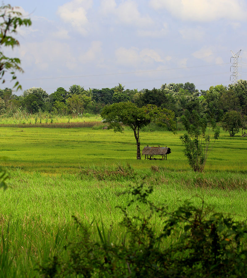 Village Tours in Sigiriya, Sigiriya and Habarana rural village walks, Village walks in Rural Villages, Village Tours in Sri Lanka, Walking tours in Sigiriya, Sigiriya Village Tours, Rural Village walking tours in Sigiriya and Habarana