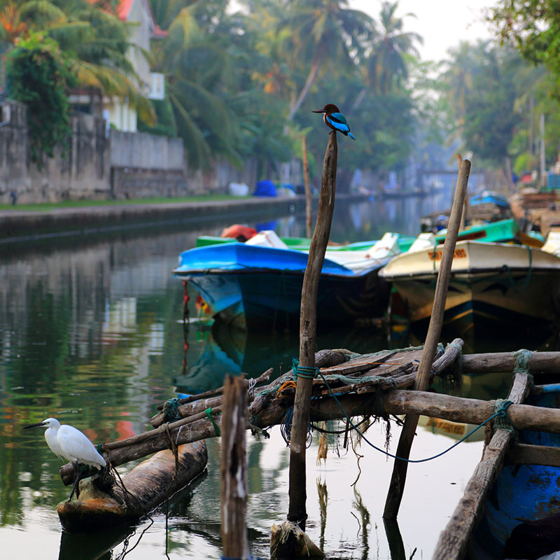 Hamilton Canal Boat Tours - Hamilton Canal Boat Tours - Maha oya Boat Tour in Negombo - Boat Tours in Negombo, Sri Lanka - Negombo Lagoon Boat Tours - Boat trips in negombo, Sri Lanka