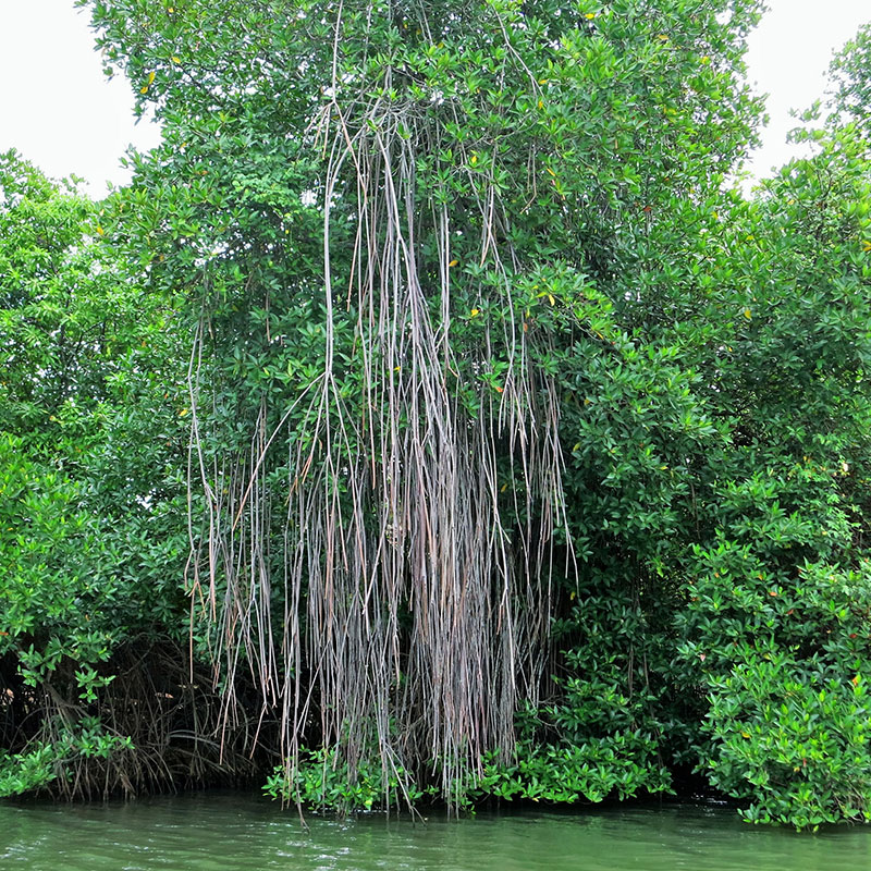 Hamilton Canal Boat Tours - Hamilton Canal Boat Tours - Maha oya Boat Tour in Negombo - Boat Tours in Negombo, Sri Lanka - Negombo Lagoon Boat Tours - Boat trips in negombo, Sri Lanka