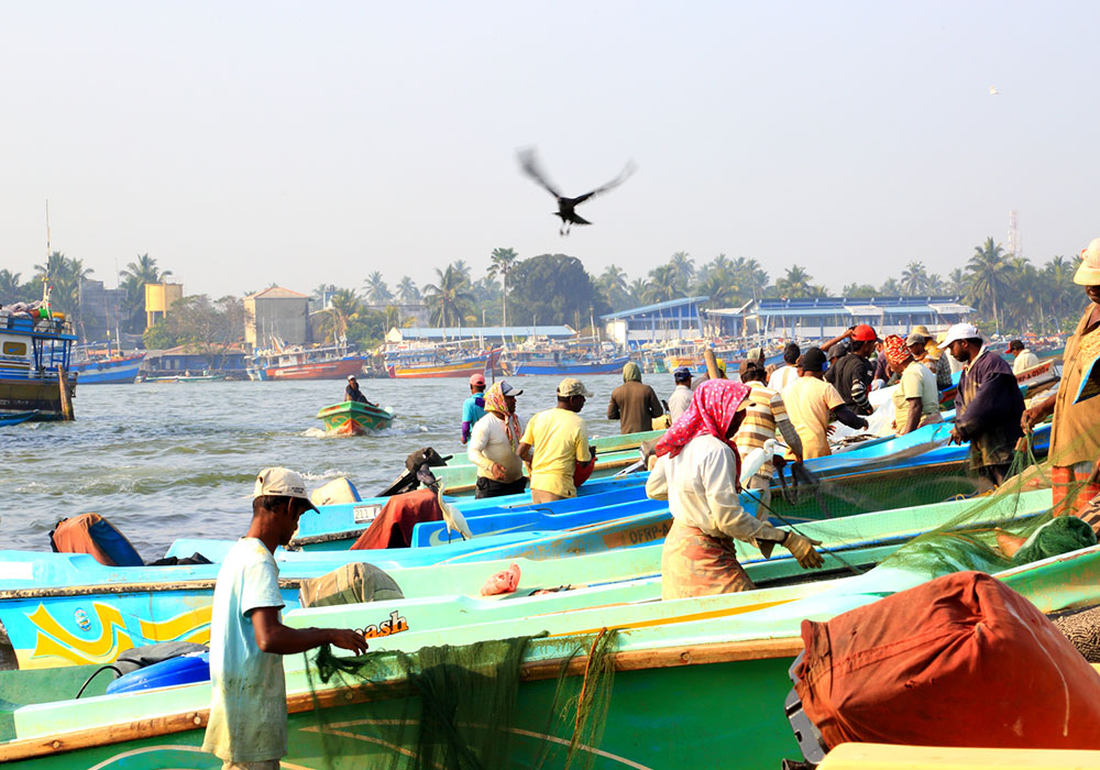 Negombo Lagoon Boat Tour, Sri lanka Boat tours, Negombo lagoon boat tours in Sri Lanka, River cruises in Negombo Sri Lanka, River activities in Negombo, Morning Lagoon Boat Tour