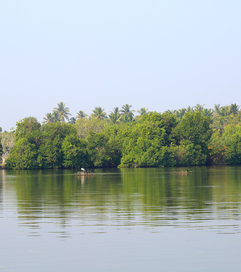 Negombo Lagoon Boat Tour, Sri lanka Boat tours, Negombo lagoon boat tours in Sri Lanka, River cruises in Negombo Sri Lanka, River activities in Negombo, Morning Lagoon Boat Tour