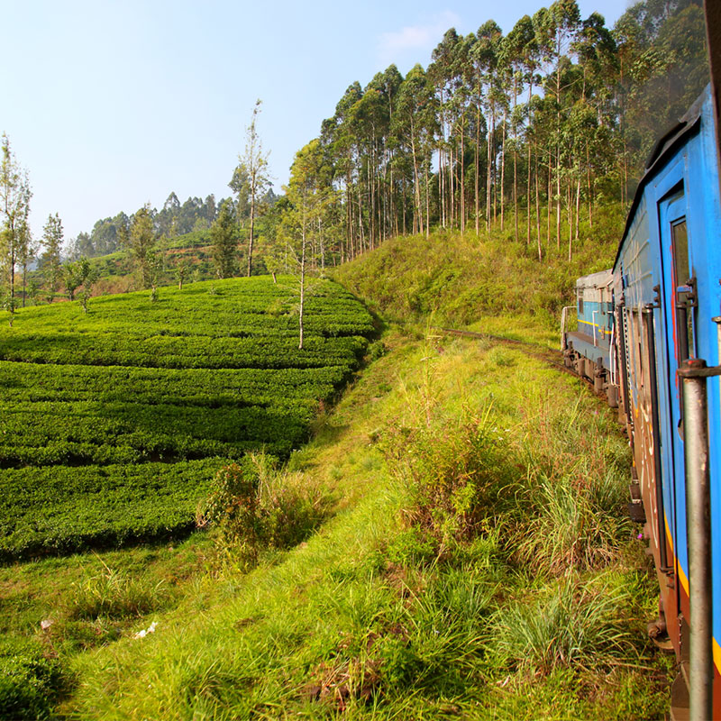 Scenic Train Journeys in Sri Lanka - Kandy Ella Train Tours in Sri Lanka - Scenic and popular train rides in Sri Lanka - Ella train Trip - Train Trips in Sri Lanka - Train Tours in Ella - Ella, Sri Lanka - Train journeys in ella