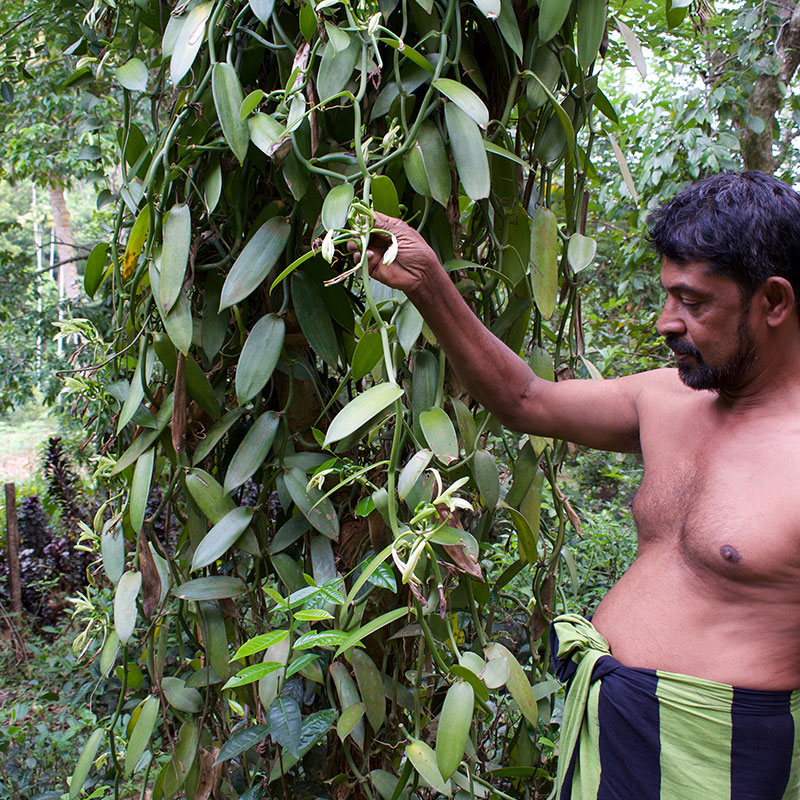 Villages Trekking in sri lanka, Sri lanka village walk, rural village walk with locals in sri lanka,sri lanka village walk with locals, Village walk in kandy, Kandyan Country Walk in Sri Lanka, Kandy Tours in Sri Lanka, Sri Lanka Experiences, Kandyan Country Walk with Traditional Breakfast in Sri Lanka, Kandyan Culture Walk with a Villager in the Afternoon
