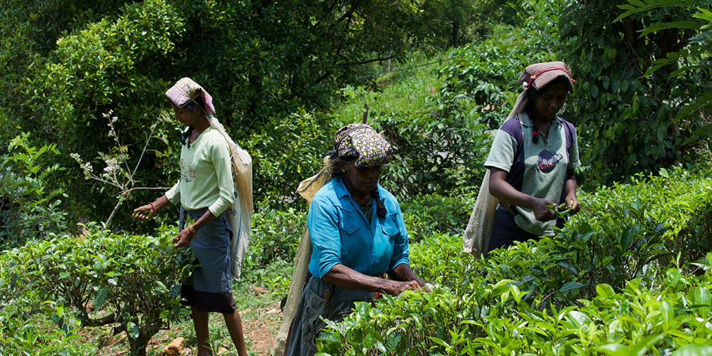 Villages Trekking in sri lanka, Sri lanka village walk, rural village walk with locals in sri lanka,sri lanka village walk with locals, Village walk in kandy, Kandyan Country Walk in Sri Lanka, Kandy Tours in Sri Lanka, Sri Lanka Experiences, Kandyan Country Walk with Traditional Breakfast in Sri Lanka, Kandyan Culture Walk with a Villager in the Afternoon