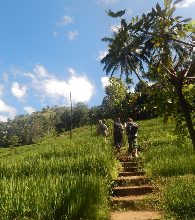 Villages Trekking in sri lanka, Sri lanka village walk, rural village walk with locals in sri lanka,sri lanka village walk with locals, Village walk in kandy, Kandyan Country Walk in Sri Lanka, Kandy Tours in Sri Lanka, Sri Lanka Experiences, Kandyan Country Walk with Traditional Breakfast in Sri Lanka, Kandyan Culture Walk with a Villager in the Morning