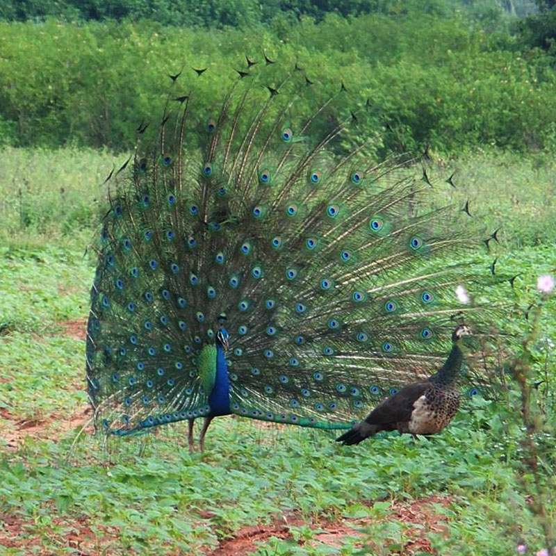 Rural Farm Stay and Wildlife experience in Sri Lanka - Rural Farm Stay in Sri Lanka -  Sri Lanka Experiences - Wildlife experience Sri Lanka - Stay in A Farm Stay - Authentic Experiences in Sri Lanka - Rural Village Experience in Sri Lanka - Wildlife Holidays - Elephant Watching - Sri Lankan Elephants