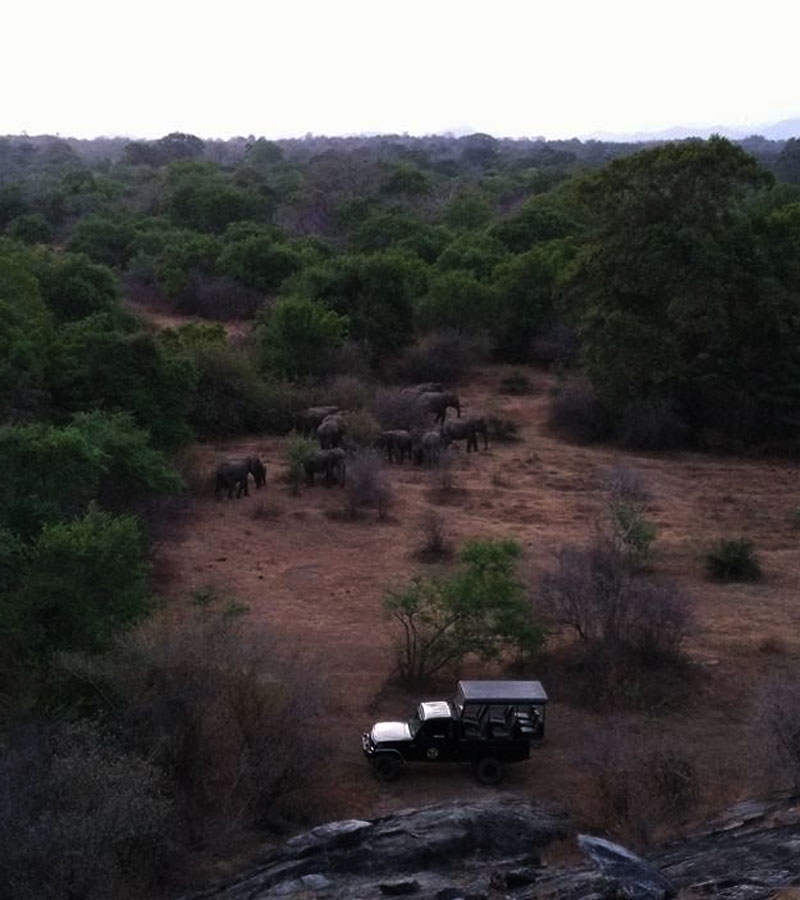 Rural Farm Stay and Wildlife experience in Sri Lanka - Rural Farm Stay in Sri Lanka -  Sri Lanka Experiences - Wildlife experience Sri Lanka - Stay in A Farm Stay - Authentic Experiences in Sri Lanka - Rural Village Experience in Sri Lanka - Wildlife Holidays - Elephant Watching - Sri Lankan Elephants