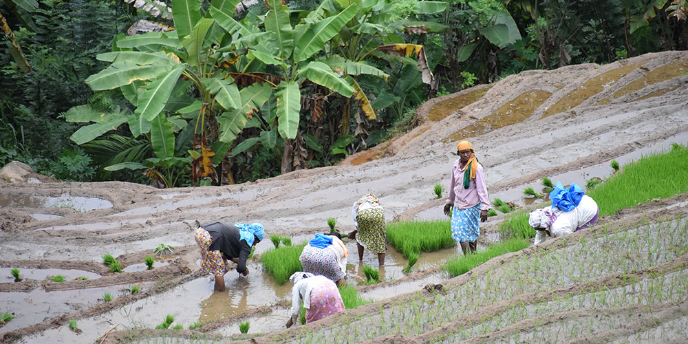 Rural Village Walk in Kandy - Kandy Village Walk in Sri Lanka - Heel Oya Rural Village Walk - Authentic Village Walks in Kandy, Sri Lanka - Walking Experince - Village Trekking in Sri Lanka