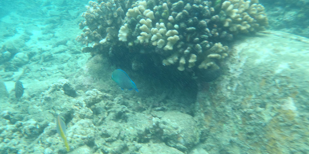 Snorkeling Tours in Sri Lanka - Snorkeling Trips in Hikkaduwa, Sri Lanka - Diving & Snorkeling tours in Sri Lanka - Hikkaduwa Snorkeling Tours - Diving in Sri Lanka - best place to snorkel in hikkaduwa - Snorkeling at Hikkaduwa