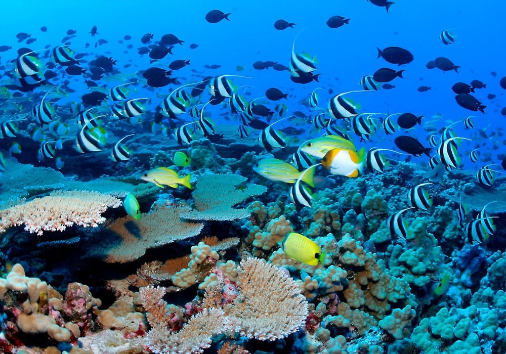 Snorkeling Tours in Sri Lanka - Snorkeling Trips in Hikkaduwa, Sri Lanka - Diving & Snorkeling tours in Sri Lanka - Hikkaduwa Snorkeling Tours - Diving in Sri Lanka - best place to snorkel in hikkaduwa - Snorkeling at Hikkaduwa