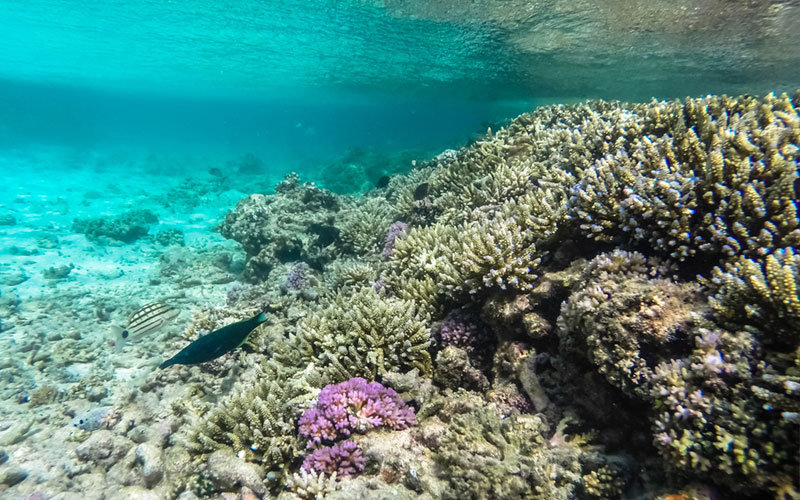 Snorkeling Tours in Sri Lanka - Snorkeling Trips in Hikkaduwa, Sri Lanka - Diving & Snorkeling tours in Sri Lanka - Hikkaduwa Snorkeling Tours - Diving in Sri Lanka - best place to snorkel in hikkaduwa - Snorkeling at Hikkaduwa