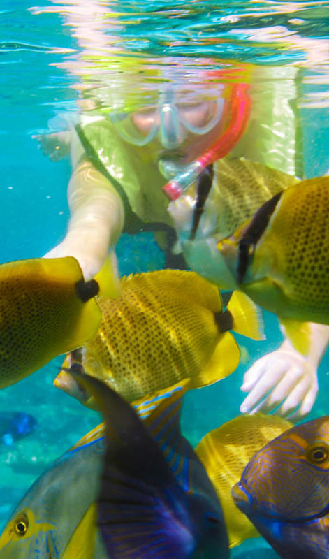 Snorkeling Tours in Sri Lanka - Snorkeling Trips in Hikkaduwa, Sri Lanka - Diving & Snorkeling tours in Sri Lanka - Hikkaduwa Snorkeling Tours - Diving in Sri Lanka - best place to snorkel in hikkaduwa - Snorkeling at Hikkaduwa