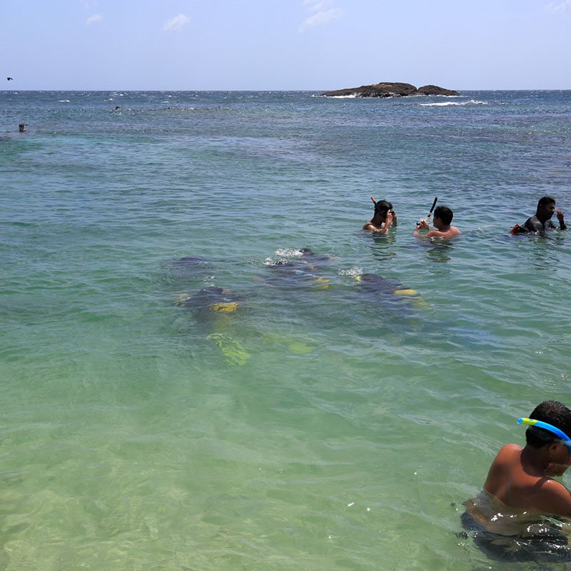 Snorkeling in Sri Lanka - Pigeon Isalnd Snorkeling - Snorkeling in Trincomalee - Diving & Snorkeling in Sri Lanka - Snorkeling Tours in Sri Lanka