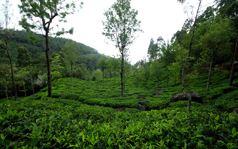 Trekking in Haputale - Tea Estate walking in Haputale - Tea Estate Bungalows & Villas in Haputale - Tea Estate Tours in Haputale - Tea Estate in Sri Lanka - Trekking trips in Sri Lanka - Sri Lanka Trekking & Hiking