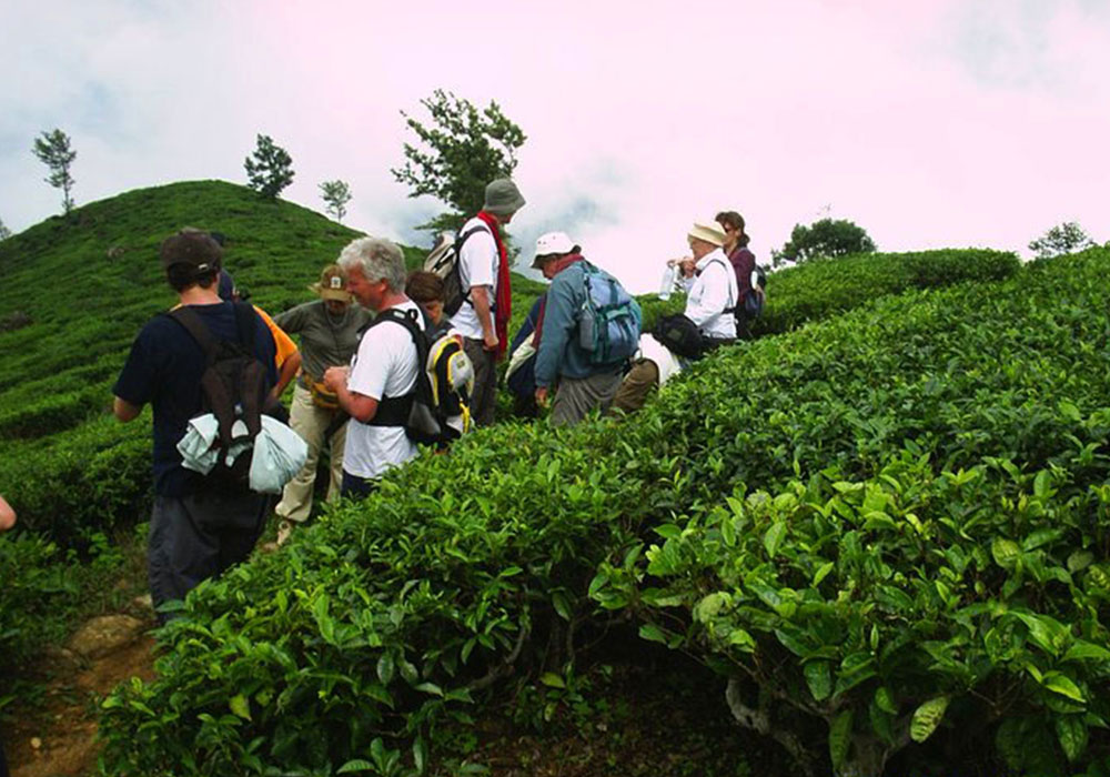 Trekking in Haputale - Tea Estate walking in Haputale - Tea Estate Bungalows & Villas in Haputale - Tea Estate Tours in Haputale - Tea Estate in Sri Lanka - Trekking trips in Sri Lanka - Sri Lanka Trekking & Hiking