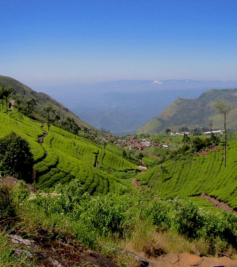 Trekking in Haputale - Tea Estate walking in Haputale - Tea Estate Bungalows & Villas in Haputale - Tea Estate Tours in Haputale - Tea Estate in Sri Lanka - Trekking trips in Sri Lanka - Sri Lanka Trekking & Hiking