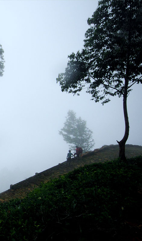 Trekking in Haputale - Tea Estate walking in Haputale - Tea Estate Bungalows & Villas in Haputale - Tea Estate Tours in Haputale - Tea Estate in Sri Lanka - Trekking trips in Sri Lanka - Sri Lanka Trekking & Hiking