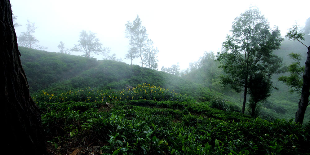 Trekking in Haputale - Tea Estate walking in Haputale - Tea Estate Bungalows & Villas in Haputale - Tea Estate Tours in Haputale - Tea Estate in Sri Lanka - Trekking trips in Sri Lanka - Sri Lanka Trekking & Hiking