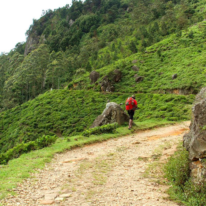 Trekking in Haputale - Tea Estate walking in Haputale - Tea Estate Bungalows & Villas in Haputale - Tea Estate Tours in Haputale - Tea Estate in Sri Lanka - Trekking trips in Sri Lanka - Sri Lanka Trekking & Hiking