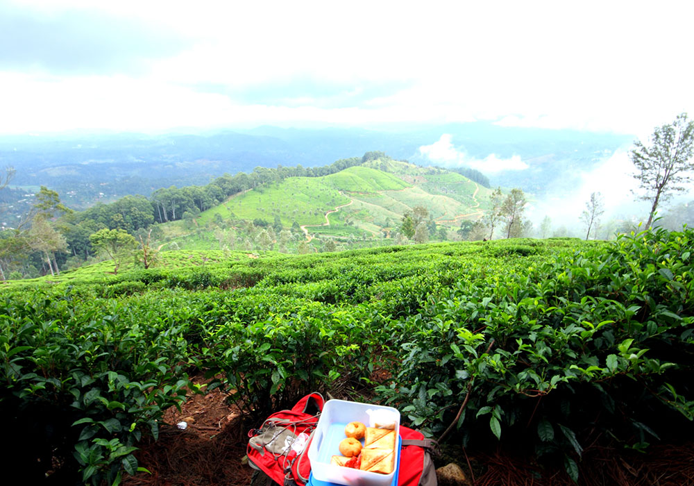 Trekking in Haputale - Tea Estate walking in Haputale - Tea Estate Bungalows & Villas in Haputale - Tea Estate Tours in Haputale - Tea Estate in Sri Lanka - Trekking trips in Sri Lanka - Sri Lanka Trekking & Hiking