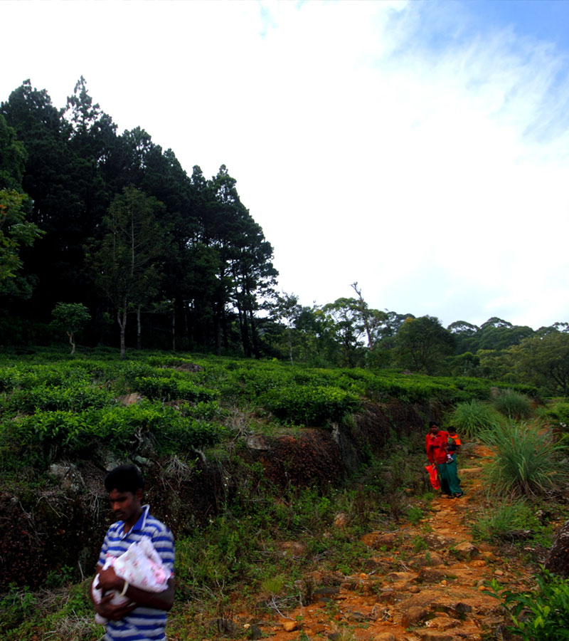 Trekking in Haputale - Tea Estate walking in Haputale - Tea Estate Bungalows & Villas in Haputale - Tea Estate Tours in Haputale - Tea Estate in Sri Lanka - Trekking trips in Sri Lanka - Sri Lanka Trekking & Hiking