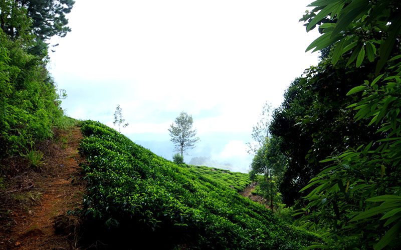 Trekking in Haputale - Tea Estate walking in Haputale - Tea Estate Bungalows & Villas in Haputale - Tea Estate Tours in Haputale - Tea Estate in Sri Lanka - Trekking trips in Sri Lanka - Sri Lanka Trekking & Hiking