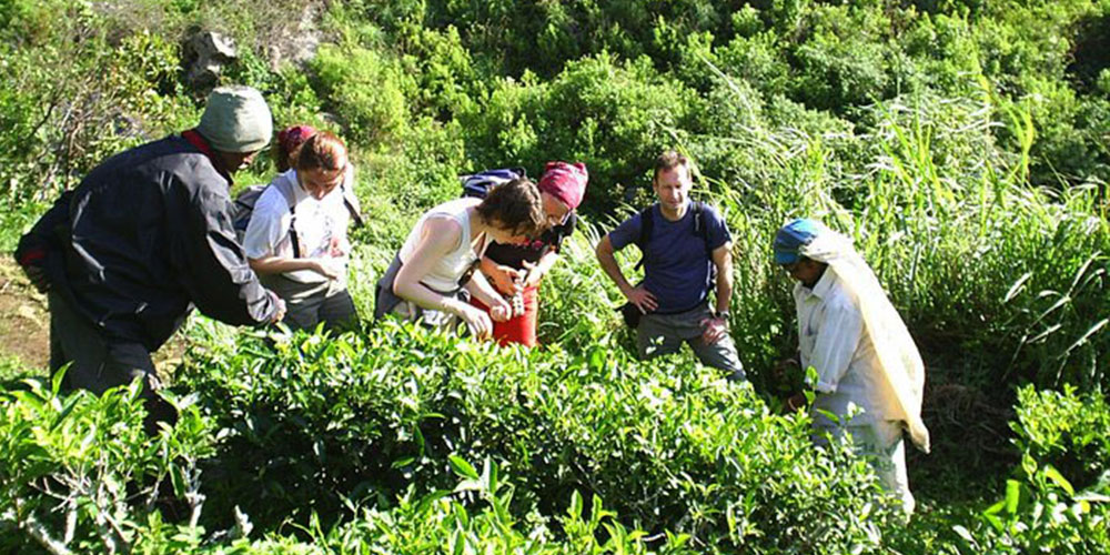 Trekking in Haputale - Tea Estate walking in Haputale - Tea Estate Bungalows & Villas in Haputale - Tea Estate Tours in Haputale - Tea Estate in Sri Lanka - Trekking trips in Sri Lanka - Sri Lanka Trekking & Hiking