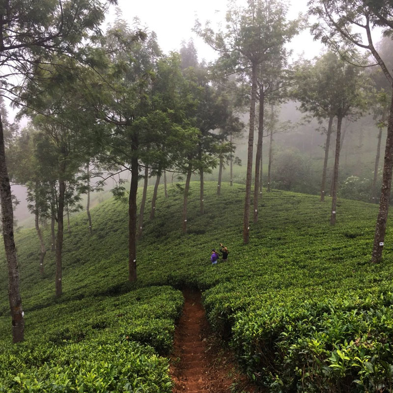 Tea experience in Pedro Estate, Tea experience, Tea Estate  in Nuwara Eliya, Colombo Tea  experience in Sri lanka, Nuwara Eliya, Pidurutalagala, Tea pluckers in sri Lanka