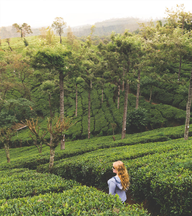Tea experience in Pedro Estate, Tea experience, Tea Estate  in Nuwara Eliya, Colombo Tea  experience in Sri lanka, Nuwara Eliya, Pidurutalagala, Tea pluckers in sri Lanka