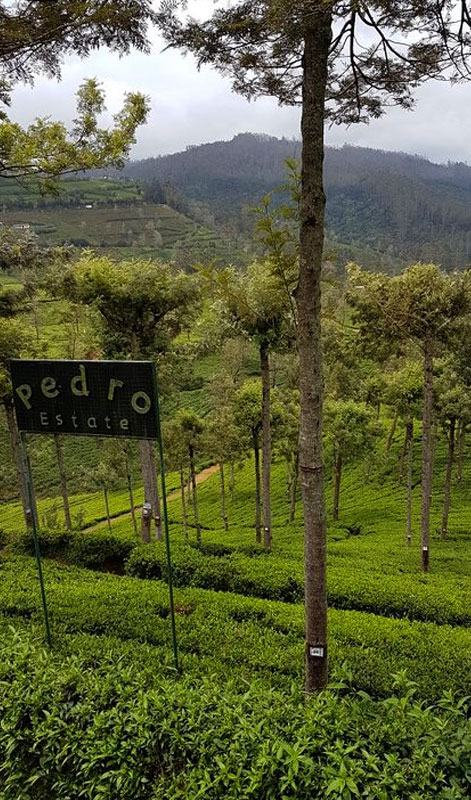 Tea experience in Pedro Estate, Tea experience, Tea Estate  in Nuwara Eliya, Colombo Tea  experience in Sri lanka, Nuwara Eliya, Pidurutalagala, Tea pluckers in sri Lanka