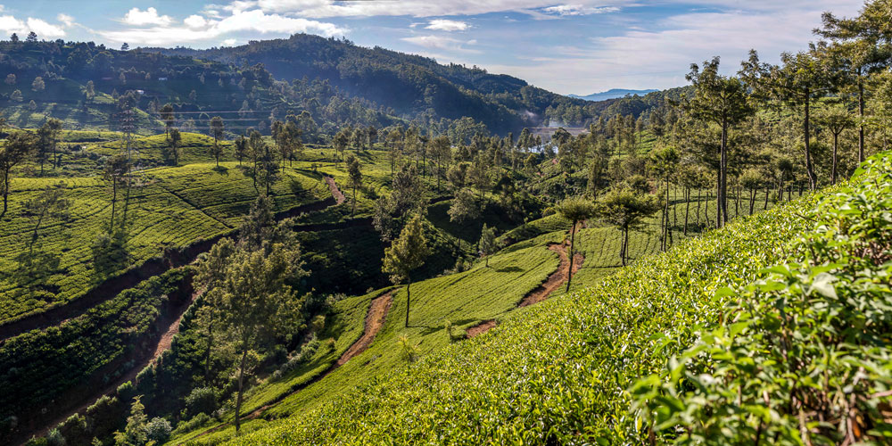 Tea experience in Pedro Estate, Tea experience, Tea Estate  in Nuwara Eliya, Colombo Tea  experience in Sri lanka, Nuwara Eliya, Pidurutalagala, Tea pluckers in sri Lanka