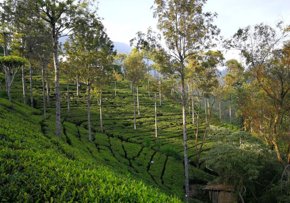 Tea experience in Pedro Estate, Tea experience, Tea Estate  in Nuwara Eliya, Colombo Tea  experience in Sri lanka, Nuwara Eliya, Pidurutalagala, Tea pluckers in sri Lanka