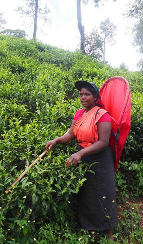 Tea experience in Pedro Estate, Tea experience, Tea Estate  in Nuwara Eliya, Colombo Tea  experience in Sri lanka, Nuwara Eliya, Pidurutalagala, Tea pluckers in sri Lanka