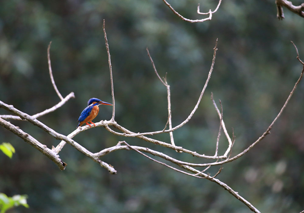 Bird Watching Tours of Sri Lanka, Sri Lanka Bird Watching Tours, Birds of Sri Lanka, Sri Lanka Birding Tours, Sri Lanka Birds, Bird Watching Tours Sri Lanka, Bird Watching in Sri Lanka, Sri Lanka Bird Watching, Birding Tours in sri Lanka